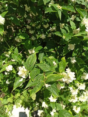 Tatlı turuncu, Seringa haberleşmesi, Yasemin des potes - β delphus coronarius - Hydrangaces, Hydrangeaceae