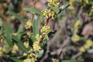 Narrowleaf Phillyrea, False zeytin, Filaire feuilles troites, Alavert, Phillyra feuilles aiges, Labirnago, Olivillo, Fillirea a foglie strette - Phillyrea angustifolia - Oleaceae