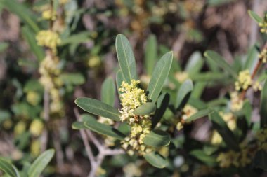 Narrowleaf Phillyrea, False zeytin, Filaire feuilles troites, Alavert, Phillyra feuilles aiges, Labirnago, Olivillo, Fillirea a foglie strette - Phillyrea angustifolia - Oleaceae