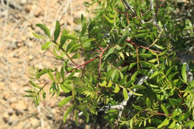 Chios mastictree, Lentisk, Pistachier mercimek, Arbre au mastic, Lentisque d 'Espagne - Pistacia mercimeği - Anacardiaceae, Anacardiaces
