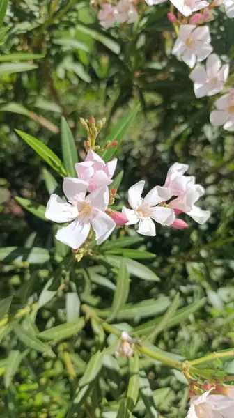 Oleander, Rosebay, Laurier gülü - Neryum zakkum - Apocynaces, Apocynaceae