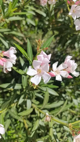 Oleander, Rosebay, Laurier gülü - Neryum zakkum - Apocynaces, Apocynaceae
