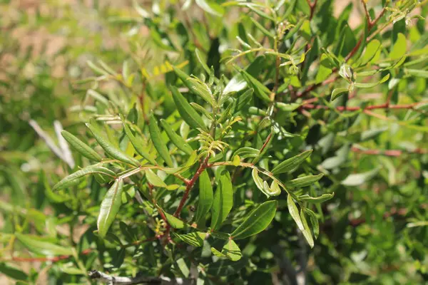 Chios mastictree, Lentisk, Pistachier mercimek, Arbre au mastic, Lentisque d 'Espagne - Pistacia mercimeği - Anacardiaceae, Anacardiaces