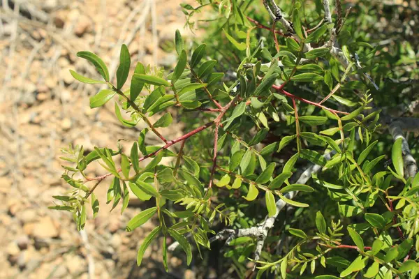 Chios mastictree, Lentisk, Pistachier mercimek, Arbre au mastic, Lentisque d 'Espagne - Pistacia mercimeği - Anacardiaceae, Anacardiaces