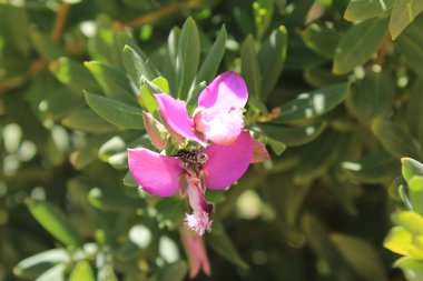 Myrtle yaprağı milkwort, Kelebek çalılığı, Tatlı bezelye çalılığı, Polygala feuilles de myrte, Lechera del cabo, Mirtifoglio, Polygalas - Polygala myrtifolia - Polygalaceae
