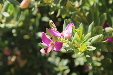 Myrtle yaprağı milkwort, Kelebek çalılığı, Tatlı bezelye çalılığı, Polygala feuilles de myrte, Lechera del cabo, Mirtifoglio, Polygalas - Polygala myrtifolia - Polygalaceae