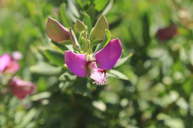 Myrtle yaprağı milkwort, Kelebek çalılığı, Tatlı bezelye çalılığı, Polygala feuilles de myrte, Lechera del cabo, Mirtifoglio, Polygalas - Polygala myrtifolia - Polygalaceae