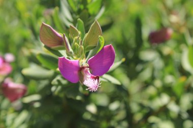 Myrtle yaprağı milkwort, Kelebek çalılığı, Tatlı bezelye çalılığı, Polygala feuilles de myrte, Lechera del cabo, Mirtifoglio, Polygalas - Polygala myrtifolia - Polygalaceae