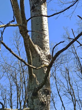 Populus x Canadensis - Peuplier du Canada, Peuplier hybride Euramricain - Carolina poplar - Salicaceae - Salicaces