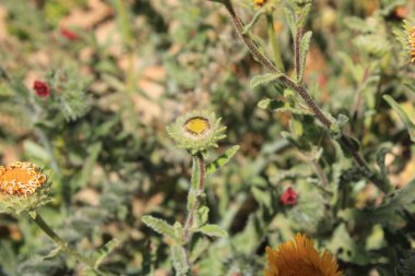 Moritanya Fleabane, Pulicaire de Mauritanie, Pulicaria de Mauritania, Scaccia pulci mauritano - Pulicaria mauritanica - Asteraceae