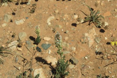 Beyaz dik mignonette, Rsda blanc, Mignonnette blanche - Reseda alba - Resedaceae, Rsdaces