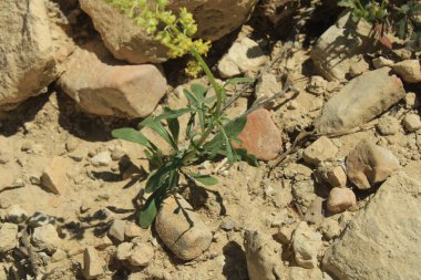 Sarı mignonette, Wild mignonette, Rsda jaune, Rsda btard, Gelber Wau, Wilde reseda, Guaderella crociata, Minhonete - Reseda lutea - Resedaceae