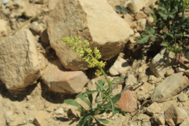 Sarı mignonette, Wild mignonette, Rsda jaune, Rsda btard, Gelber Wau, Wilde reseda, Guaderella crociata, Minhonete - Reseda lutea - Resedaceae