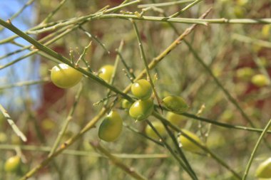 Gelin Peçesi Broom, Beyaz Süpürge, Zaadcellen Brem, Rtama une graine, Rtama blanc, Ginestra bianca, Janowiec retam, Piorno blanco, Retama blanca - Retama monosperma - Fabaceae