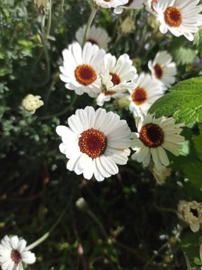 Fas papatyası, Marguerite du Maroc - Rodanthemum hosmariense - Asteraceae, Astrases