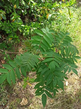 Staghorn sumac, Sumac vinaigrier, Sumac amaranthe, Sumac de Virginie - Rhus typhina - Anacardiaceae, Anacardiaces