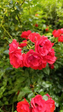 Alpen Rose, Alpine Rose, Rosa Alpina, Rosier des Alpes, glantier meyve kolyeleri - Rosa Pendulina, Ozanonia Alpina - Rosaces, Rosaceae