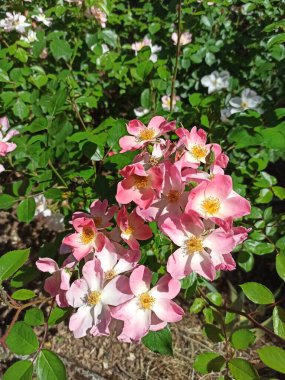 Tırmanan gül, çayır gülü, tırmanan yaban gülü, Rosier de la prairie, Rosier feuilles de ronce - Rosa setigera - Rosaces, Rosaceae