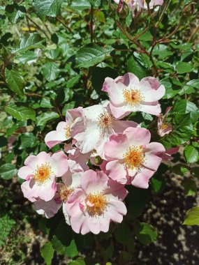 Tırmanan gül, çayır gülü, tırmanan yaban gülü, Rosier de la prairie, Rosier feuilles de ronce - Rosa setigera - Rosaces, Rosaceae