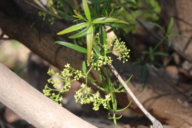 Daha çılgın, Dyer 's Madder, Garance voyageuse, Robbia selvatica, Granza brava, Rubia silvestre, Levantiner Krapp - Rubia peregrina - Rubiaceae