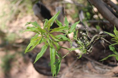 Daha çılgın, Dyer 's Madder, Garance voyageuse, Robbia selvatica, Granza brava, Rubia silvestre, Levantiner Krapp - Rubia peregrina - Rubiaceae