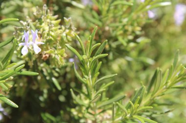 Cezayir biberiyesi, Romarin calice velu, Jordaanse rozemarijn, Rosmarino Giordano, Romero blanco, Wolliger Rosmarin - Salvia Jordanii, Rosmarinus eriocalyx - Lamiaceae, Lamiaces