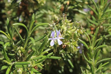 Cezayir biberiyesi, Romarin calice velu, Jordaanse rozemarijn, Rosmarino Giordano, Romero blanco, Wolliger Rosmarin - Salvia Jordanii, Rosmarinus eriocalyx - Lamiaceae, Lamiaces