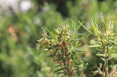 Cezayir biberiyesi, Romarin calice velu, Jordaanse rozemarijn, Rosmarino Giordano, Romero blanco, Wolliger Rosmarin - Salvia Jordanii, Rosmarinus eriocalyx - Lamiaceae, Lamiaces