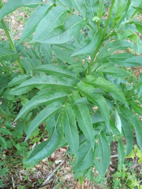 Danewort, Daneblood, Danesblood, Avrupa cüce otu, Walewort, Dwarf elderberry, Elderwort, Blood hilder, Sureau hible, Sureau yble, Petit sureau - Sambucus ebulus - Adoxaceae, Adoxaces