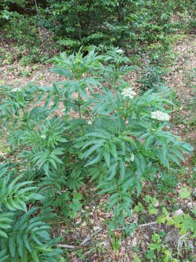 Danewort, Daneblood, Danesblood, Avrupa cüce otu, Walewort, Dwarf elderberry, Elderwort, Blood hilder, Sureau hible, Sureau yble, Petit sureau - Sambucus ebulus - Adoxaceae, Adoxaces