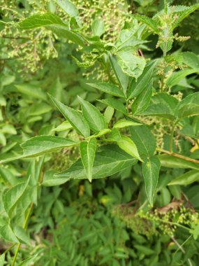 Elderberry, Black older, European older, Sureau noir, Grand sureau - Sambucus nigra - Adoxaces, Adoxaceae