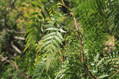 Peru biberi, sahte poivrier kokusu, sahte poivrier sauvage - Schinus molle - Anacardiaceae, Anacardiaces