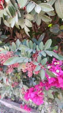 Schinus Terebinthifolia - Brezilya biberi, aroeira, gül biberi, geniş yapraklı biber ağacı, wilelaiki, Noel ağacı - sahte- sahte- Anacardiaces - Anacardiaceae