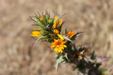 İspanyol istiridye, Altın devedikeni, Spaanse wortel, Scolyme d 'Espagne, Cardogna comune, Cangarinha, Cardillo, Tagarnina - Scolymus hispanicus - Asteraceae