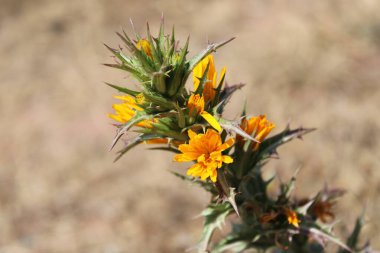İspanyol istiridye, Altın devedikeni, Spaanse wortel, Scolyme d 'Espagne, Cardogna comune, Cangarinha, Cardillo, Tagarnina - Scolymus hispanicus - Asteraceae