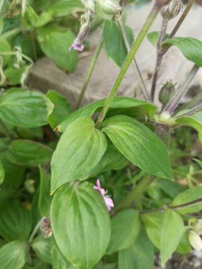 Kırmızı Campion, Compagnon Rouge, Silne dioque - Silene dioica - Caryophyllaceae, Caryophylceae