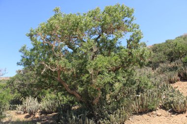 Argan, Arganier, Arganboom, Bois de fer, Schlangenhautbaum  - Sideroxylon spinosum, Argania spinosa - Sapotaceae, Sapotaces