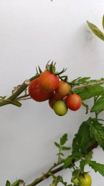 Domates, Domates, Pomodoro, Domates, Tomat, Pomidor - Solanum lycopersicum - Solanaceae