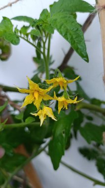 Domates, Domates, Pomodoro, Domates, Tomat, Pomidor - Solanum lycopersicum - Solanaceae