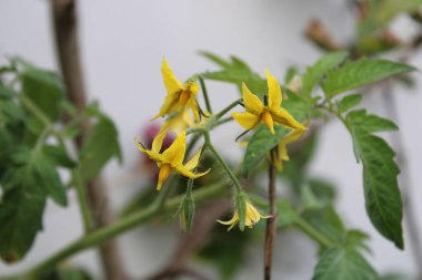Domates, Domates, Pomodoro, Domates, Tomat, Pomidor - Solanum lycopersicum - Solanaceae