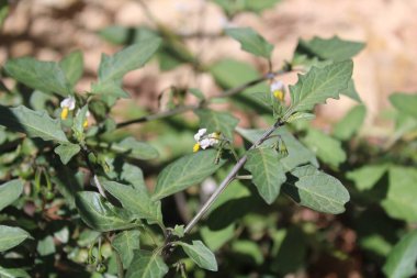 Siyah itüzümü, Morelle noire, Tomatillo del Diablo, Morella comune, Ervamoura, Schwarzer Nachtschatten - Solanum nigrum - Solanaceae