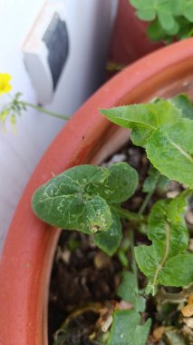 Yaygın süt devedikeni, Ortak Sowthistle, Laiteron maracher, Gemeine Gnsedistel, Grespino comune, Cerraja - Sonchus oleraceus - Asteraceae