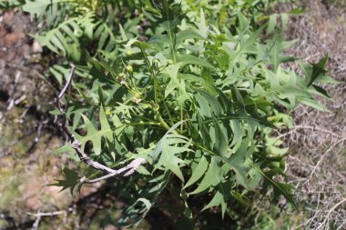 Cutleaf Sowthistle, Karahindiba Sowthistle, Laiteron pinnatifide, Sonchon dentel, Cerrajon de risco, Lechuguilla pinnatifida - Sonchus pinnatifidus - Asteraceae