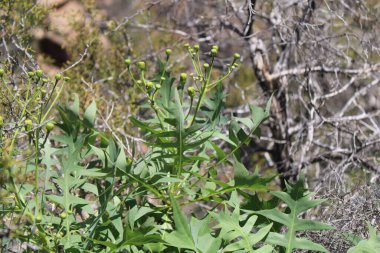 Cutleaf Sowthistle, Karahindiba Sowthistle, Laiteron pinnatifide, Sonchon dentel, Cerrajon de risco, Lechuguilla pinnatifida - Sonchus pinnatifidus - Asteraceae