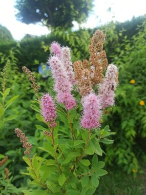 Willowleaf Meadowsweet, Bridewort, Spire  feuilles de saule - Spiraea salicifolia - Rosaceae, Rosaces