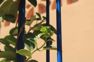 Madagaskar Jasmine, Gelin Çelengi, Jasmin de Madagaskar, Stphanotis Floribonde - Stephanotis Floribunda - Apocynaceae, Apocynaces