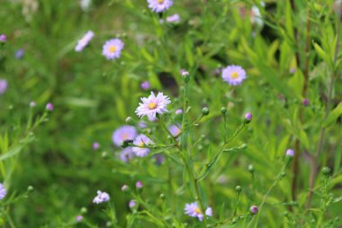 New York aster, Aster de Virginie, Aster des jardins, Aster grand d'automne - Symphyotrichum novi-belgii - Asteraceae, Astraces