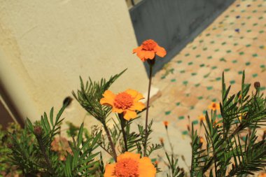 Uzun Marigold, Afrika kadife çiçeği, Rose d 'Inde, Tagte rige, Tagte dresse, Tagte lev - Tagetes erecta - Asteraceae, Astraces