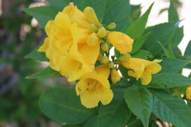 Sarı trompet, Bois pissenlit, Bois Carabes, Trompette d 'or - Tecoma stans - Bignoniaceae, Bignoniaces