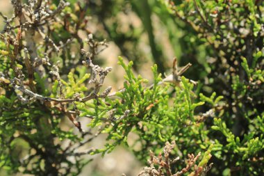 Thuja articulata, Sandarac tree, Barbary thuja, Thuya sandaraque, Ttraclina Articul, Tuya articulada, Ciprs de Cartagena - Tetraclinis articulata - Cupressaceae